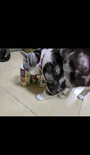 麦富迪猫零食 猫冻干猫咪零食冻干桶冻干肉 成猫幼猫冻干猫粮 三文鱼55g（亮毛护肤）