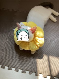 毛孩子的治疗小帮手