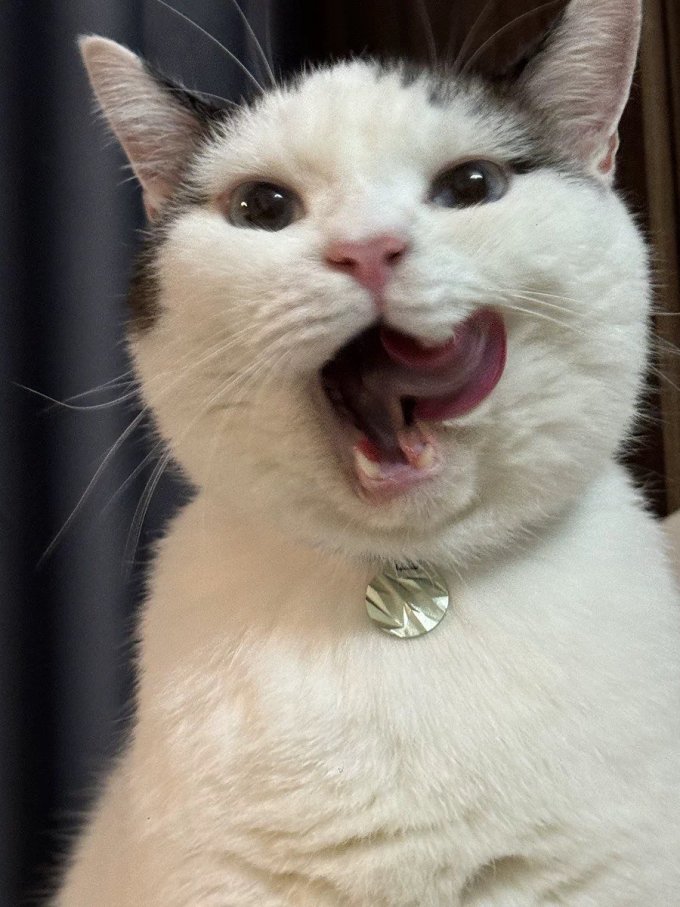 宠物项圈