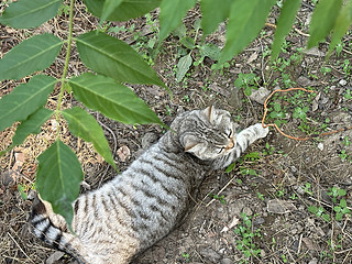 遇到会卖萌的流浪猫要不要带她回家