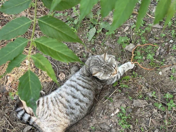 财咪宠物驱虫