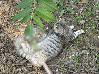 遇到会卖萌的流浪猫要不要带她回家