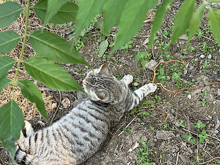 遇到会卖萌的流浪猫要不要带她回家