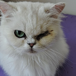 城市中的温暖与冷漠猫的生命旋律:从繁盛到凋零,一曲未完的乐章