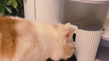 PAPIFEED猫狗智能喂食器猫咪宠物自动定时定量猫粮狗粮自助投食机
