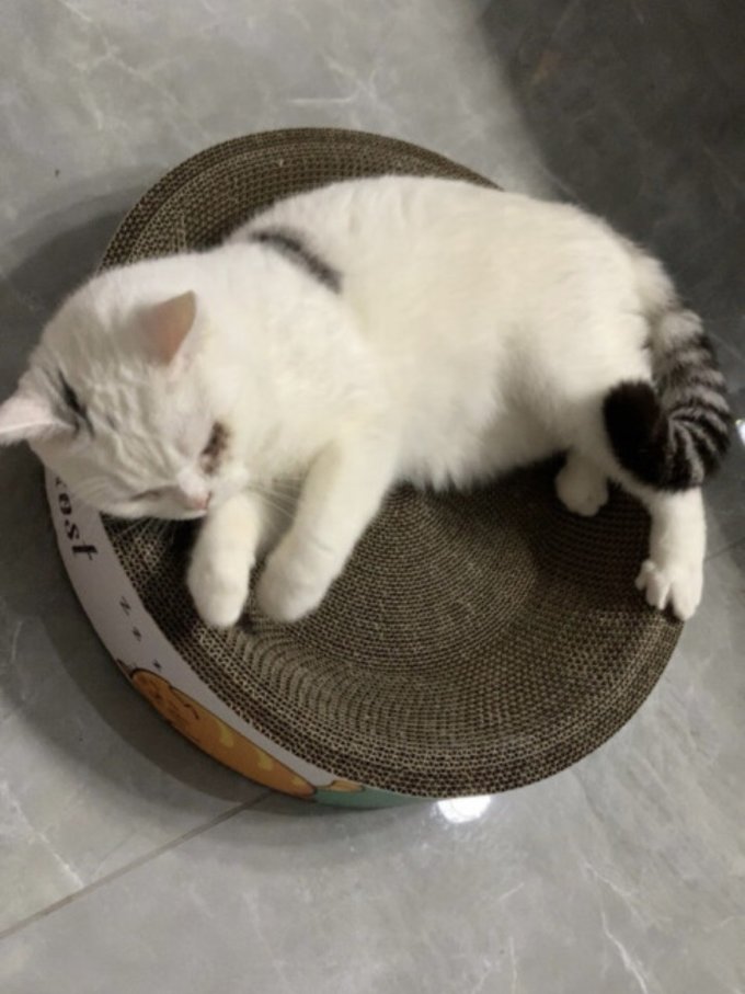 疯狂的主人猫抓板