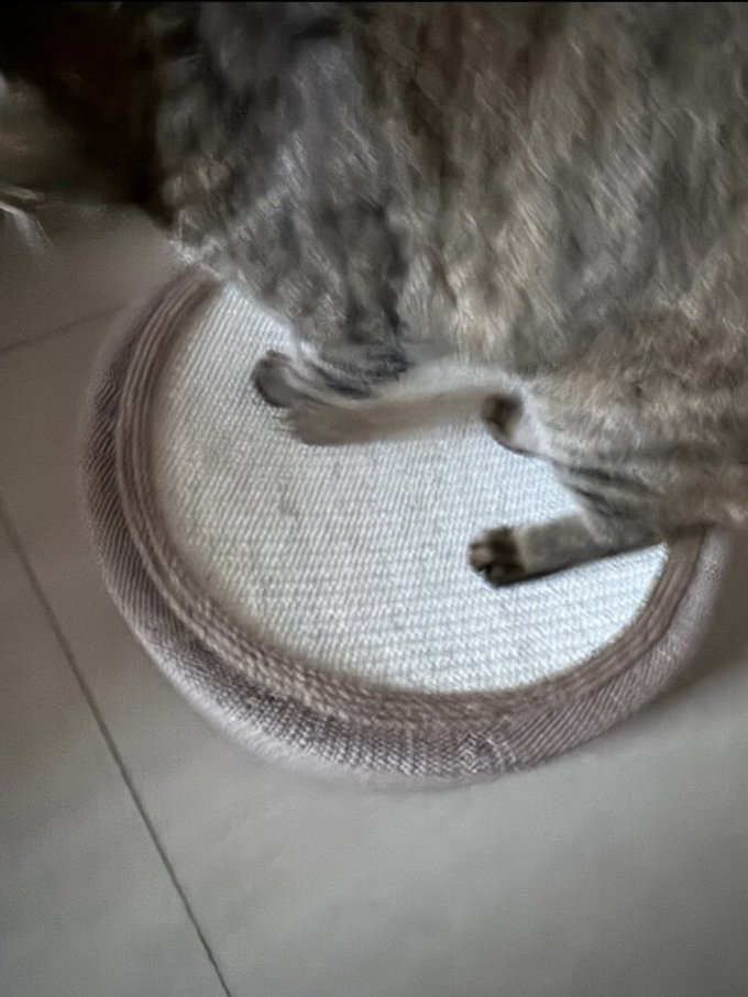 疯狂的主人猫抓板