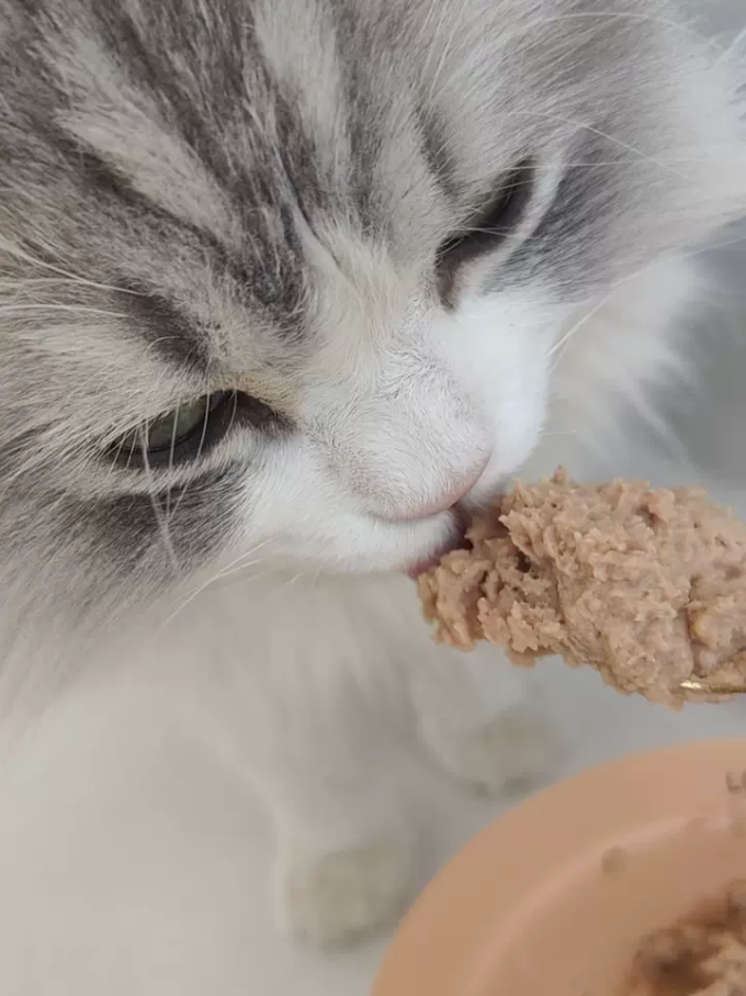 布兰德猫咪磨牙洁齿