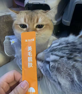 海洋之星鱼油猫条和猫罐头是市场上比较受欢迎的猫咪零食之一。