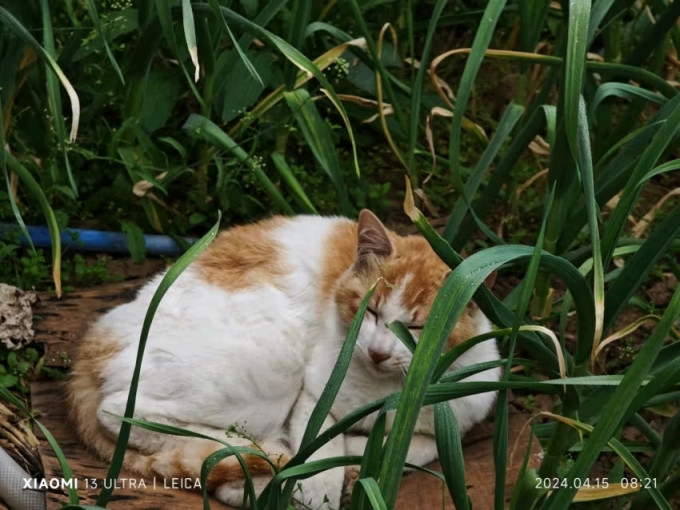 雷米高猫咪干粮