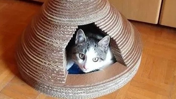 给小猫自己造个窝。