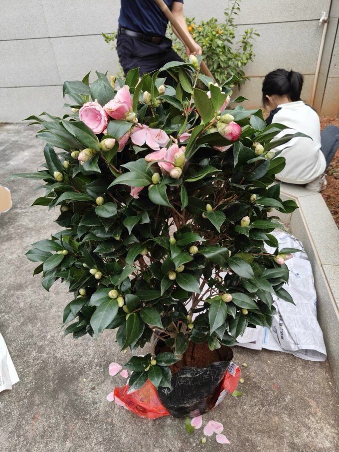 盆栽