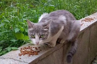 流浪猫归宿