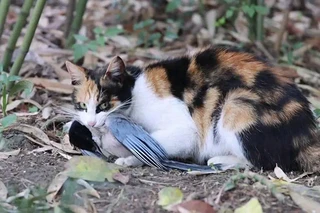 流浪猫生存法则