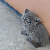 可爱的小蓝猫