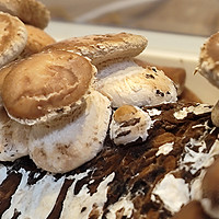 体验种蘑菇的乐趣，超级菇菇生态箱助你吃蘑菇自由