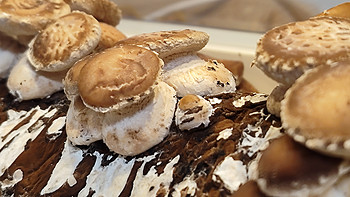 体验种蘑菇的乐趣，超级菇菇生态箱助你吃蘑菇自由