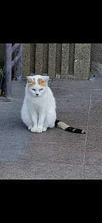 给流浪猫喂食