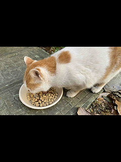 给流浪猫喂食