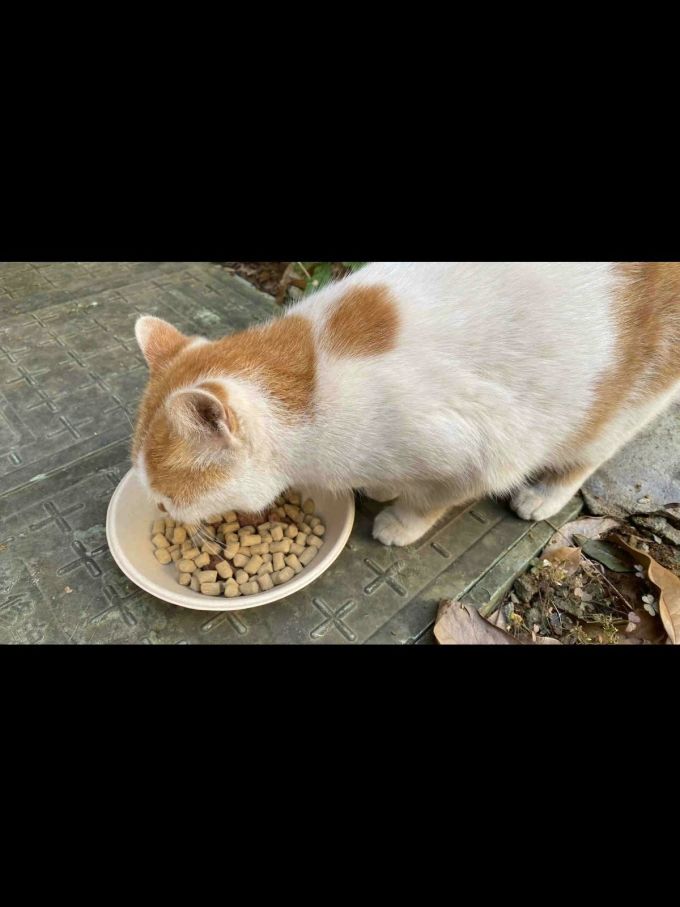 猫咪干粮