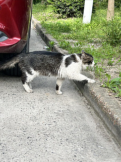 投喂流浪猫时也需要注意，投喂后请收拾好现场