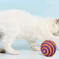 憨憨乐园猫玩具球——猫咪的快乐源泉