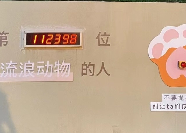 流浪猫救助常见办法