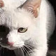  翻开这本《流浪猫救助手册》，探寻救助流浪猫的奥秘吧！　