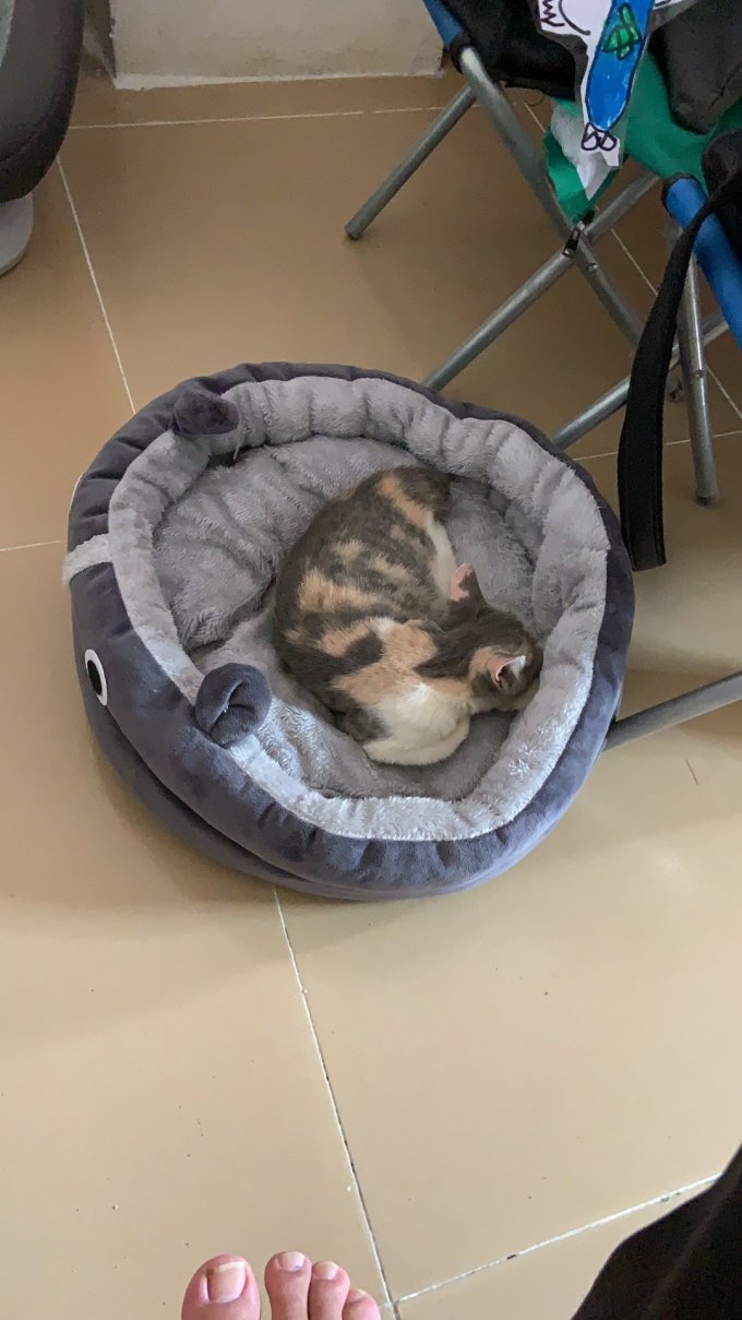 御宠坊猫狗窝