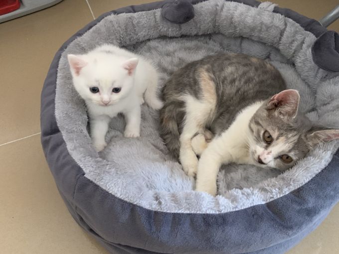 御宠坊猫狗窝