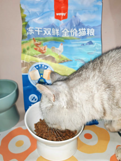 流浪猫也可以吃的胖胖的。