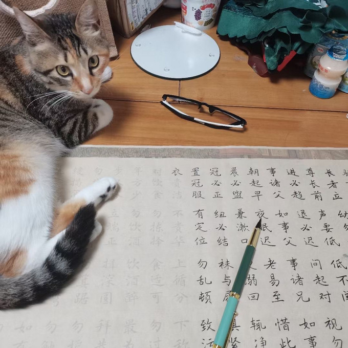 卫仕猫咪干粮