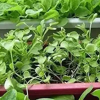 阳台种菜，手把手教你制作实用有机肥，享用放心“绿色食品”