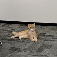 社恐猫猫带到公司，自己找角落上班