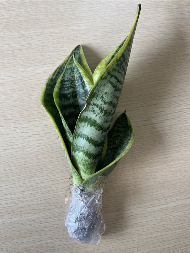 入了一颗不到五毛的虎皮兰