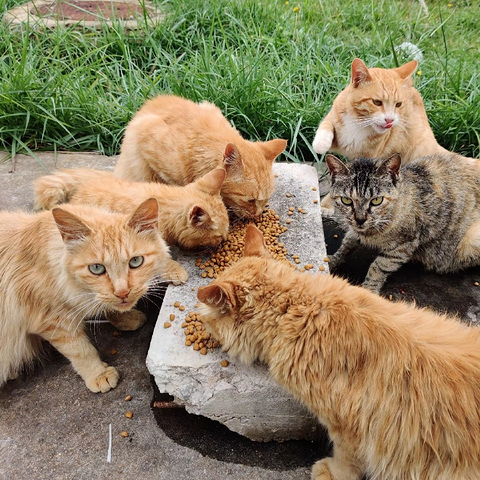 负债累累还收留流浪猫狗，值得吗？我觉得不值得，没有意义