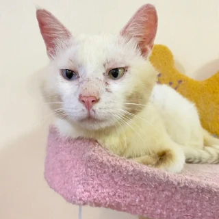 流浪猫