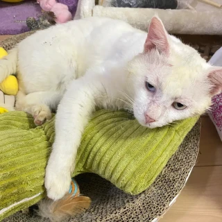 流浪猫