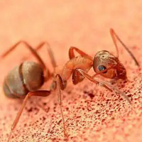 小红蚂蚁的窝一般在自己家还是别人家