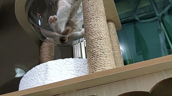 猫爬架猫窝猫树一体缅因猫太空舱猫爪立柱猫跳台耐磨剑麻柱厂家