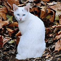 有一只流浪猫，它叫二咪，但现在它不是流浪猫了，它有家了