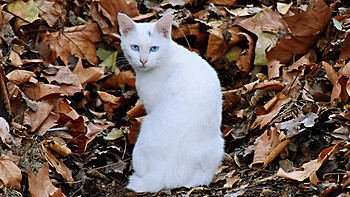 佛系养宠 篇三：有一只流浪猫，它叫二咪，但现在它不是流浪猫了，它有家了