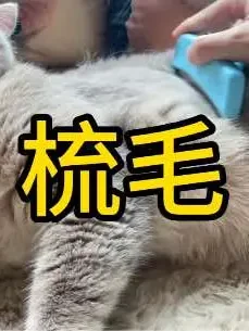 刮猪毛啦～#这我的小猫快看啊 #钢炮治愈一切 #记录猫咪日常