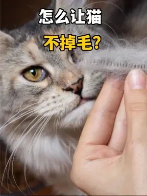 掉毛季到了，有没有办法，让猫不掉毛 #猫