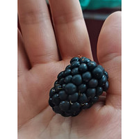 黑莓美食新篇章