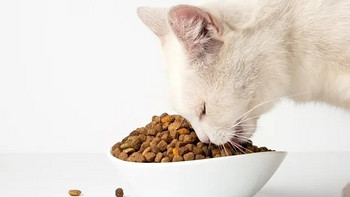 如何挑选一款好的猫粮？