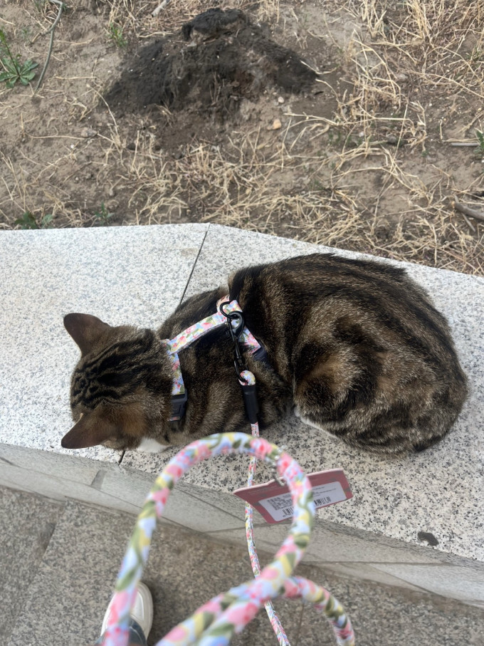福莱希胸背牵引/项圈