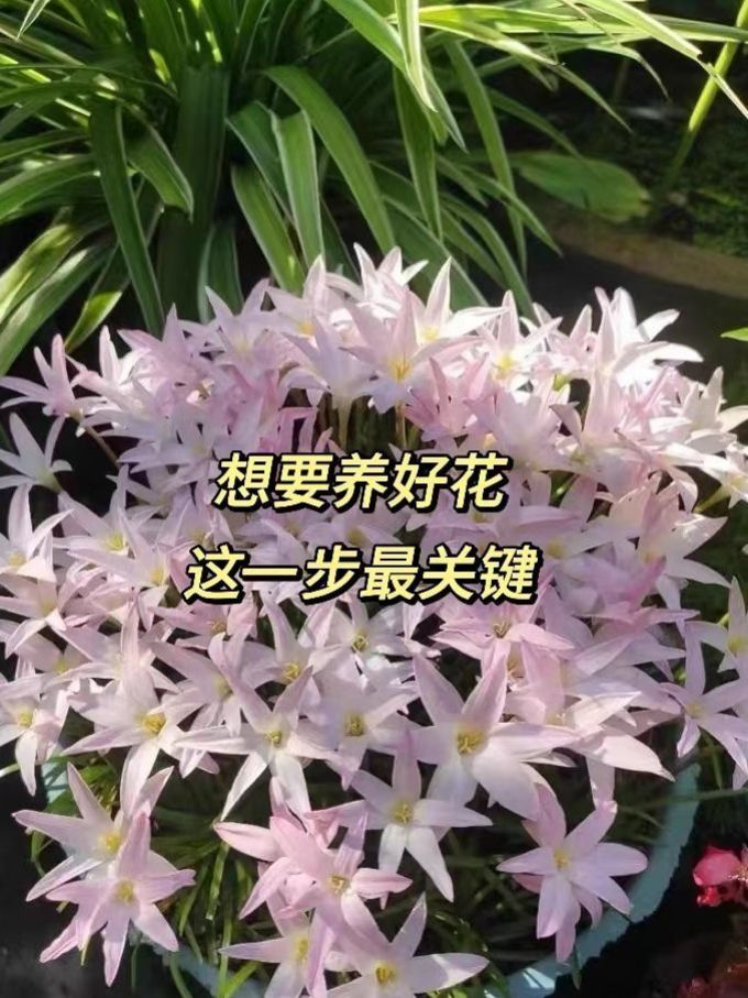 施滋园艺用品