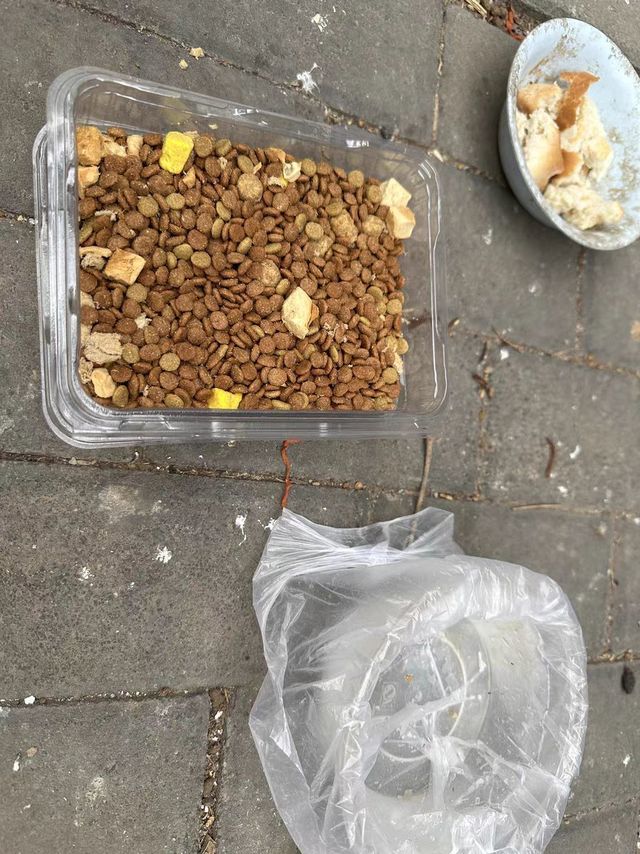 吃的健康才是好猫粮