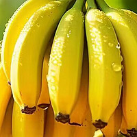 冰川王香蕉 篇三：带皮吃的香蕉，冰川王香蕉可以亲手采摘啦